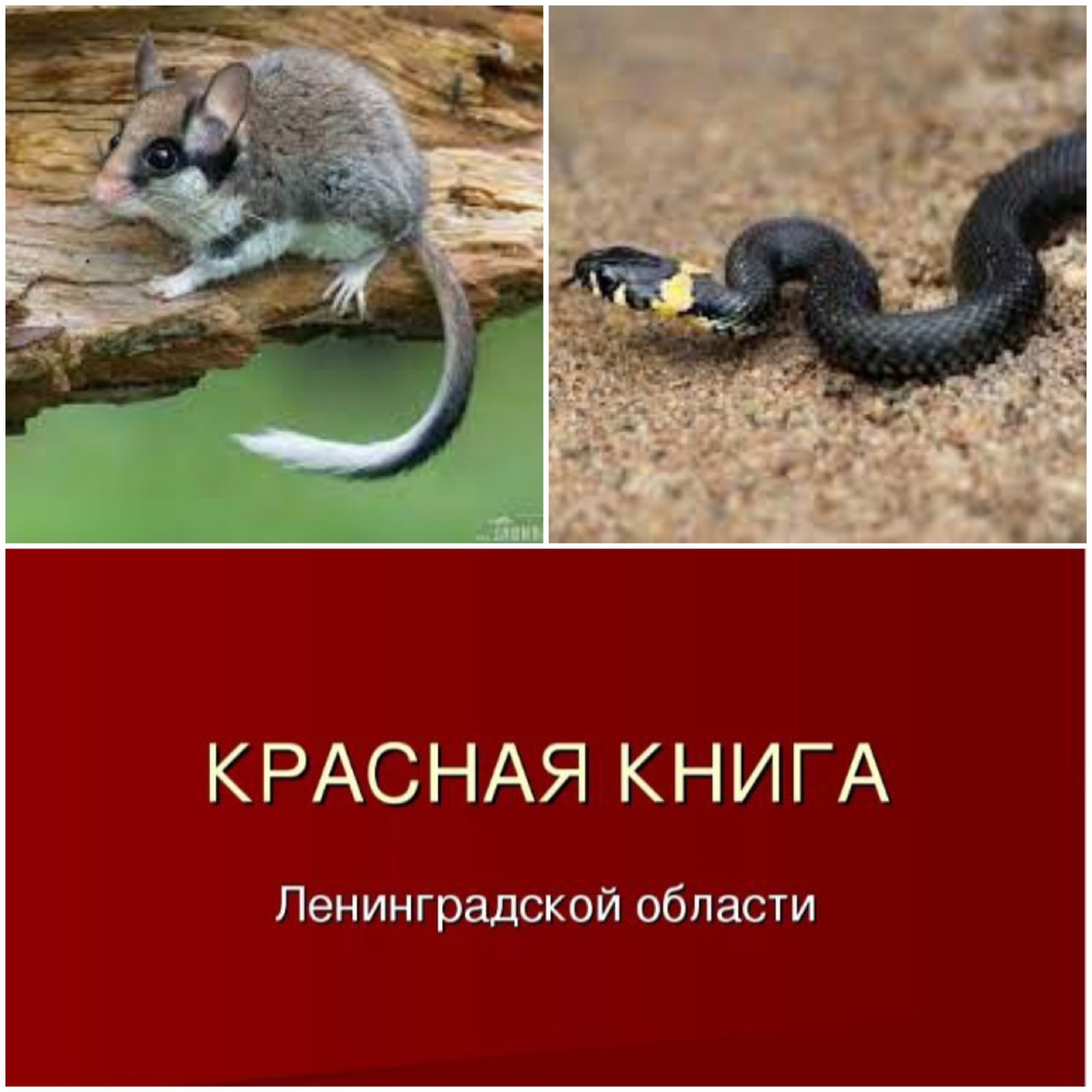 Красная книга ленинградской. Красная книга. Участие в конкурсе красная книга.